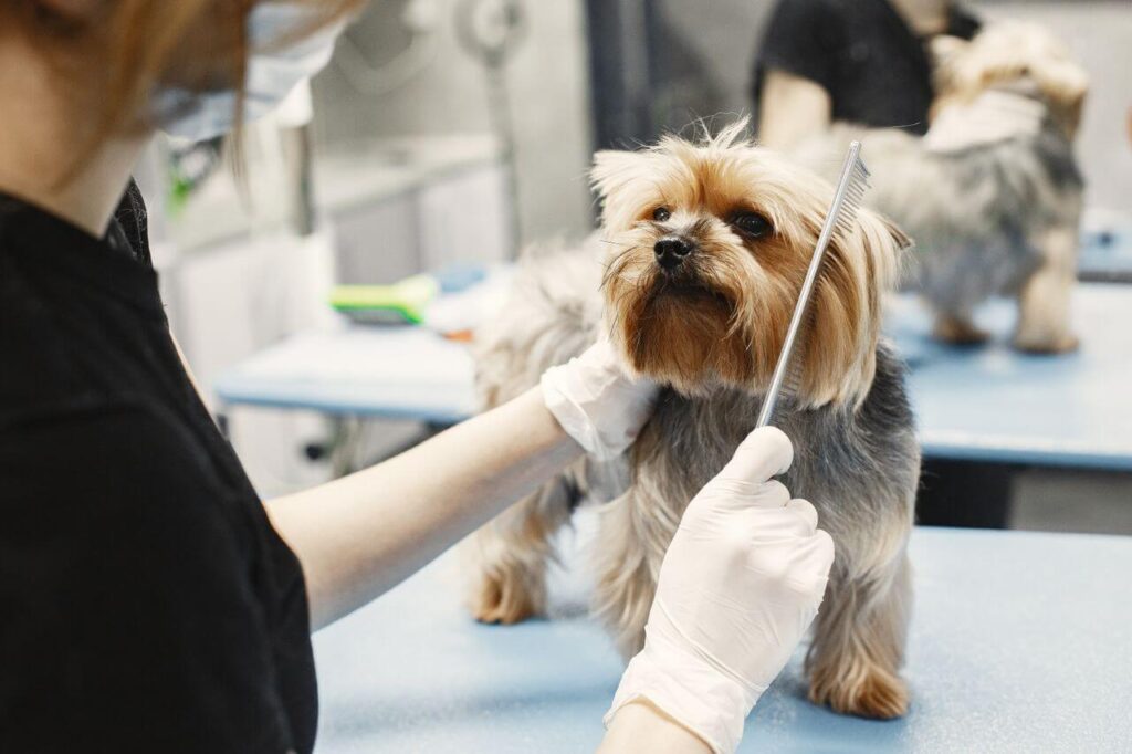 Essential Pet Grooming Tips for a Healthy Coat and Skin pexels gustavo fring 6816841 (1)